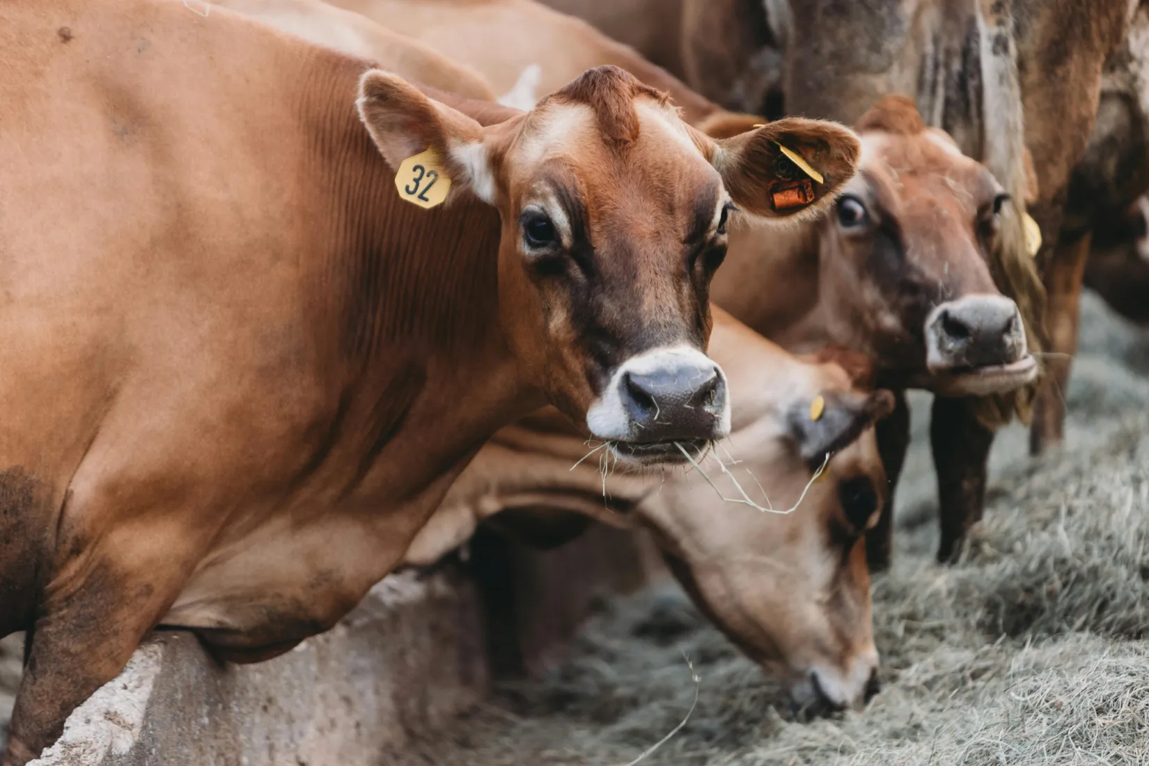 Animal Feed Ingredients