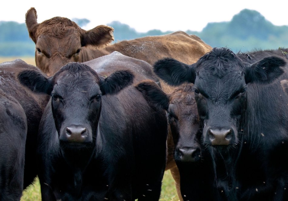 Nutrition-Forward Fats for Modern Feed Programs