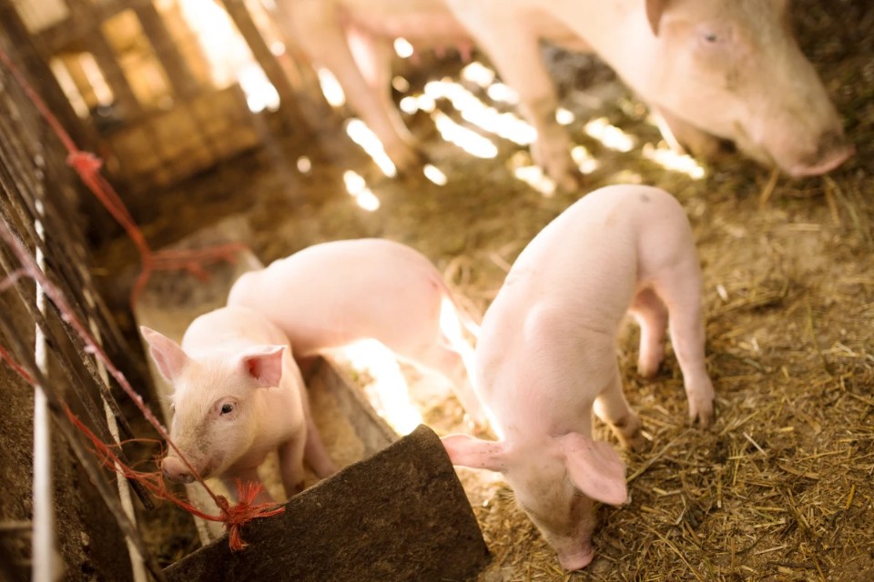 Animal Feed Manufacturers